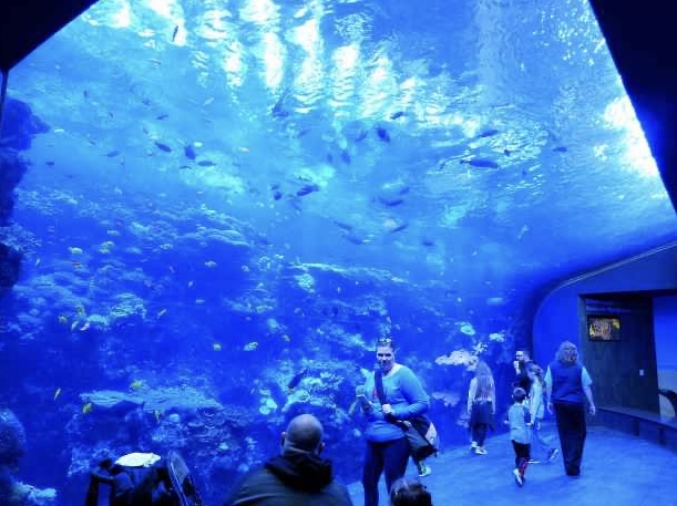 アメリカの観光スポットおすすめ2位：ジョージア水族館